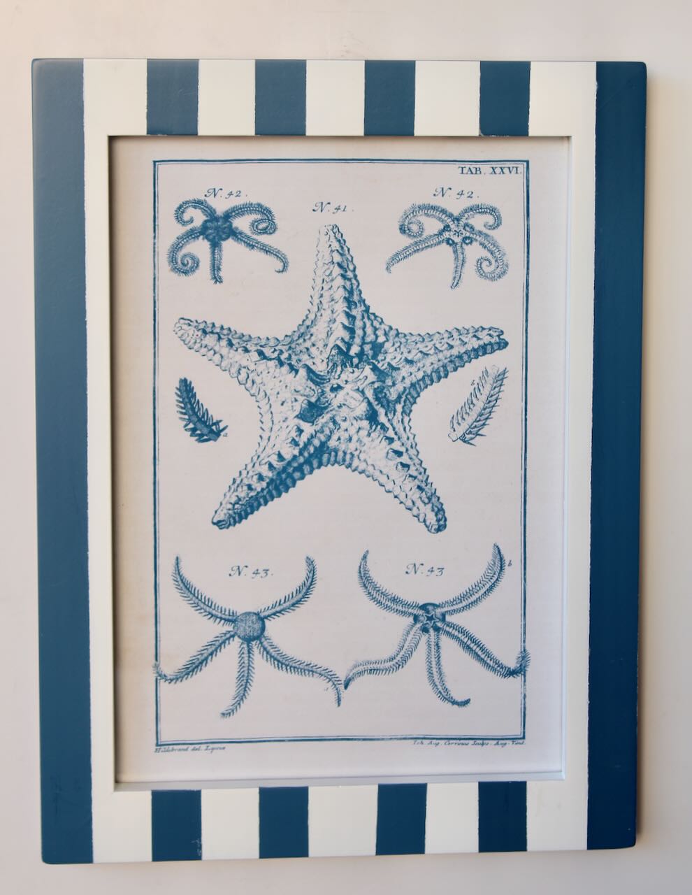 BLUE STRIPE SHELL PICTURE 2X40X30